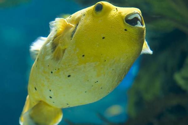 養(yǎng)河豚吃什么