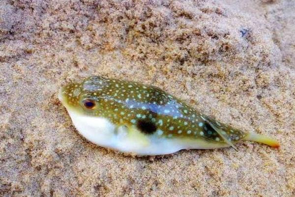 養(yǎng)河豚吃什么