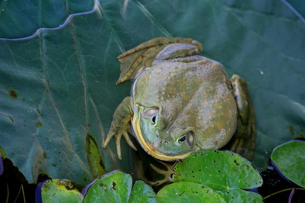 養(yǎng)牛蛙畝產(chǎn)多少斤