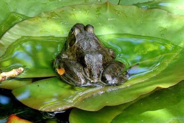 養(yǎng)牛蛙畝產(chǎn)多少斤