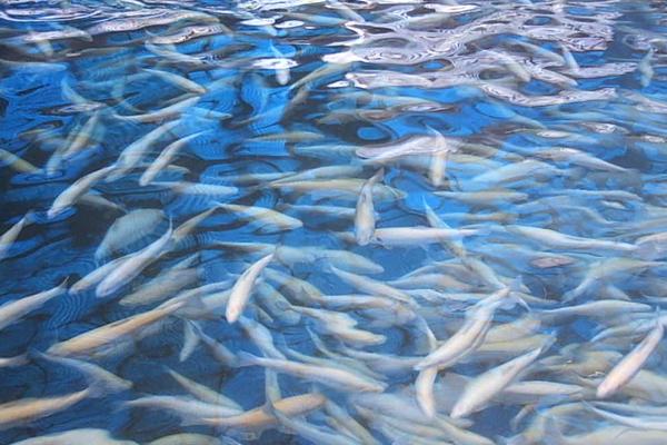 蠶豆養(yǎng)草魚新技術(shù)