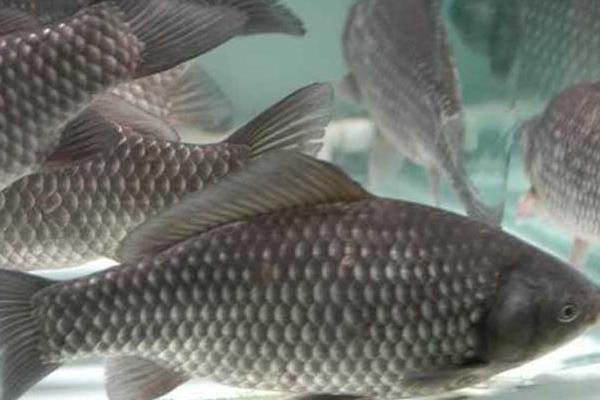 鯽魚的種類