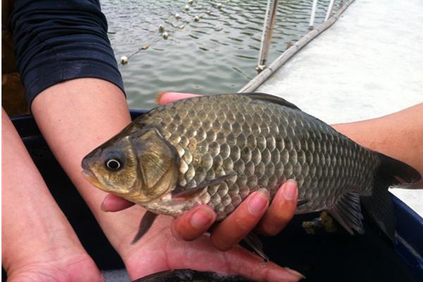 鯽魚的種類