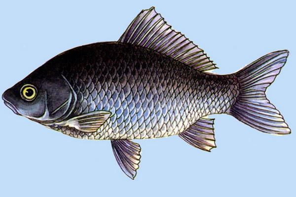 鯽魚的種類