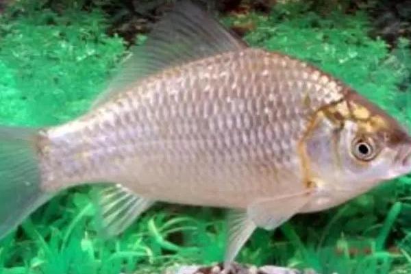 鯽魚的種類