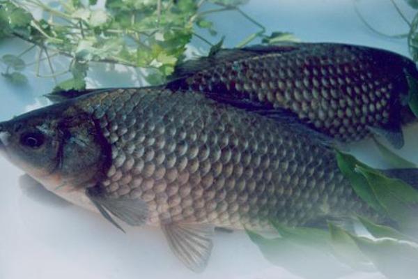 鯽魚的種類