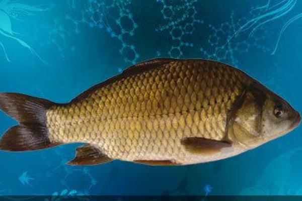 鯽魚的種類