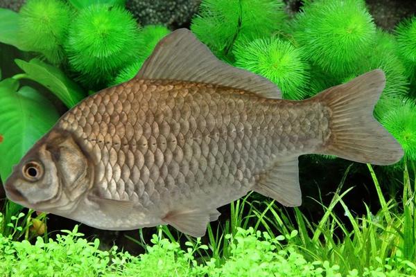 鯽魚養(yǎng)殖產(chǎn)量