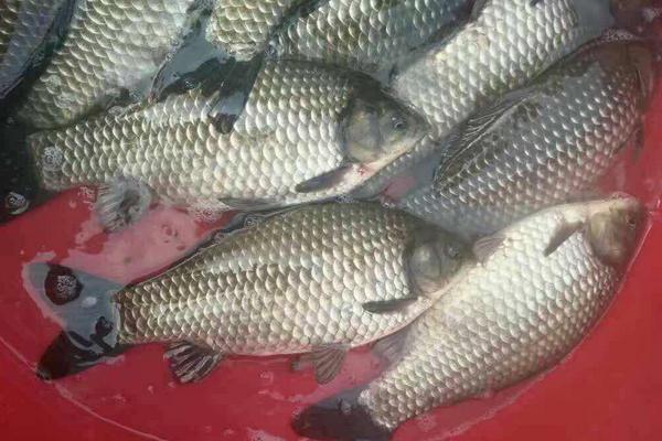 鯽魚養(yǎng)殖產(chǎn)量