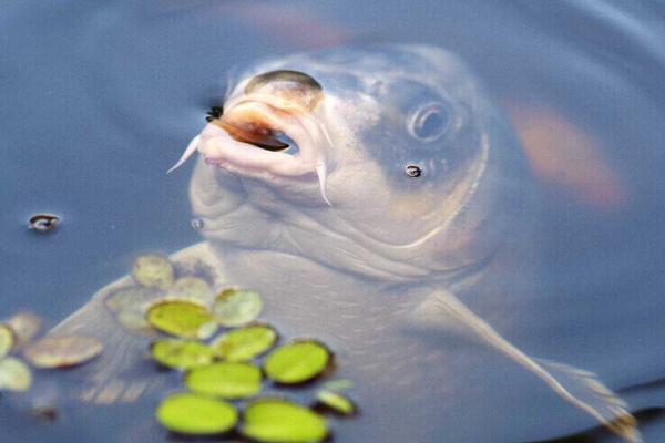 鯽魚養(yǎng)殖產(chǎn)量