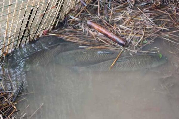 養草魚水深多少為宜