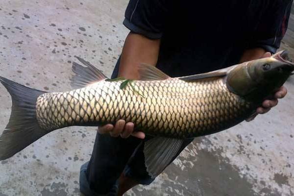 養草魚水深多少為宜