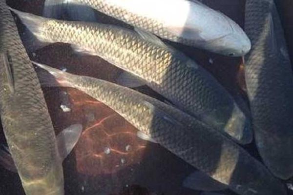 養草魚水深多少為宜