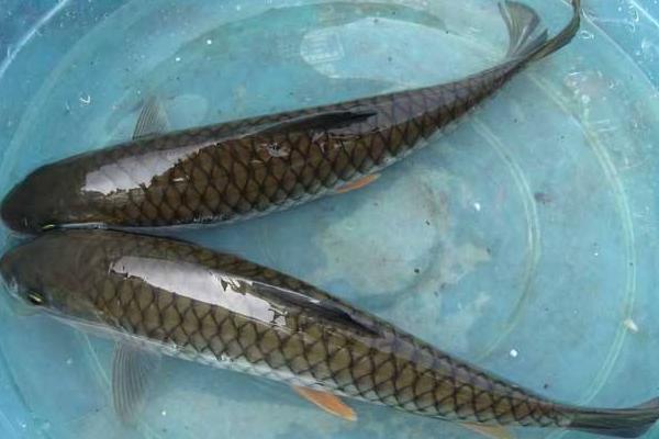 養草魚水深多少為宜