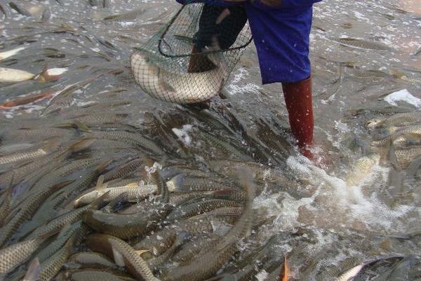 養草魚水深多少為宜