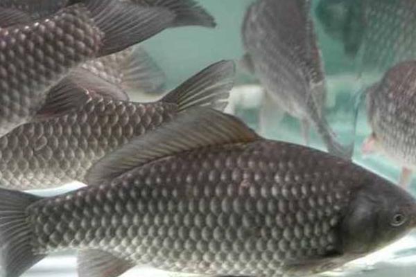 養(yǎng)鯽魚喂什么長的快