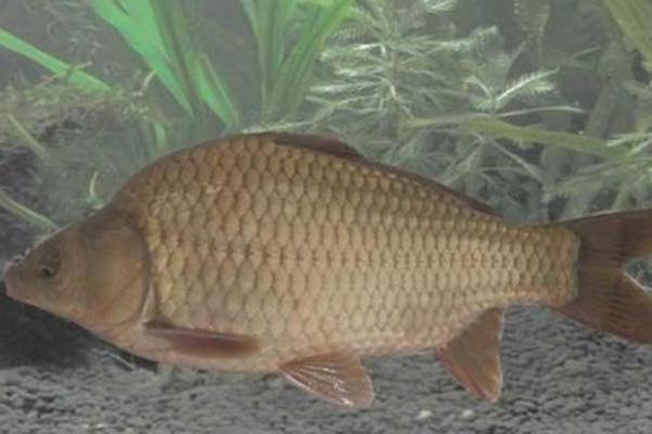 養(yǎng)鯽魚喂什么長的快