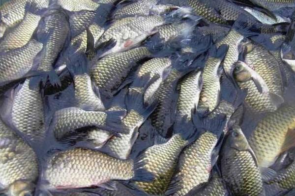 養(yǎng)鯽魚喂什么長的快