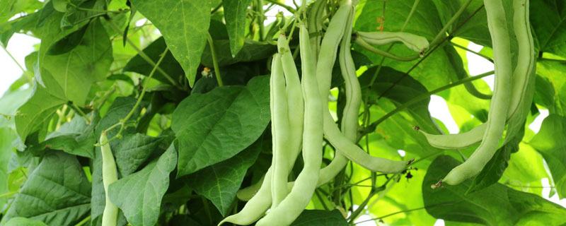 四季豆怎么種（種植技術與管理方法） 四季豆常見的病害及防治