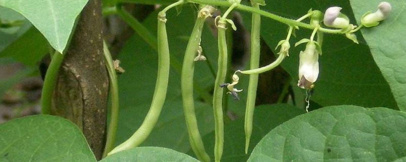 無(wú)架四季豆的種植方法 無(wú)架四季豆什么季節(jié)種（幾月）