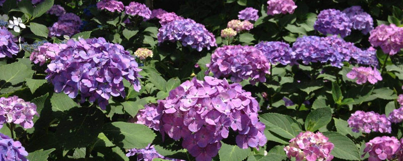 繡球花有毒嗎 繡球花可以放室內臥室嗎