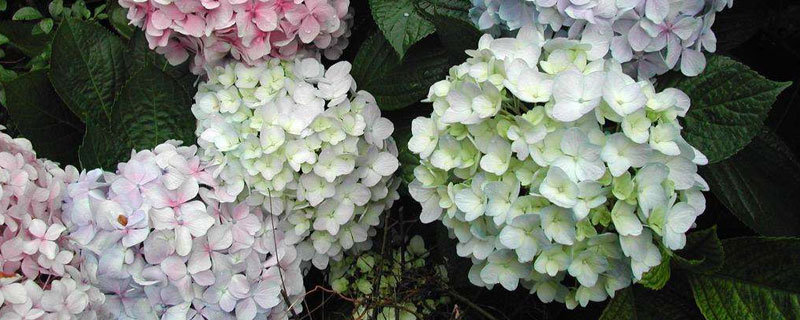 繡球花怎么養 繡球花的養殖方法和注意事項