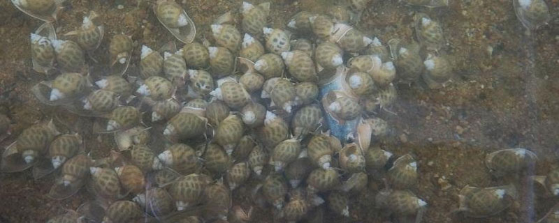 方斑東風螺怎么養 方斑東風螺養殖技術