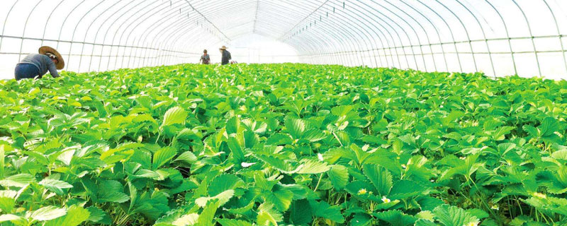 大棚蔬菜與傳統蔬菜的區別是什么 大棚蔬菜是轉基因嗎