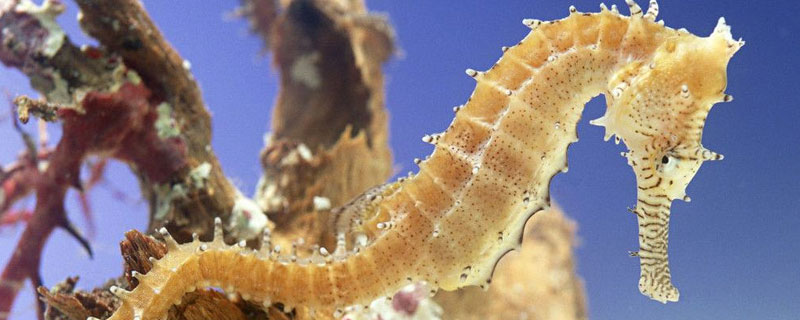 海馬養(yǎng)殖技術(shù) 海馬的繁殖方式