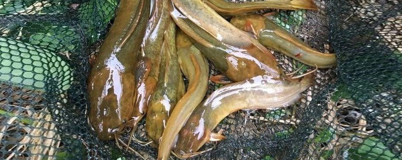 塘角魚怎么釣 釣塘角魚技巧（冬天）