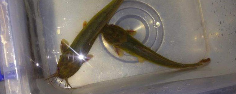 塘角魚(yú)怎么養(yǎng) 豬糞便養(yǎng)殖塘角魚(yú)技術(shù)