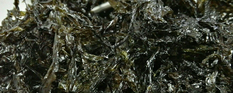 條斑紫菜育苗技術 條斑紫菜種植技術