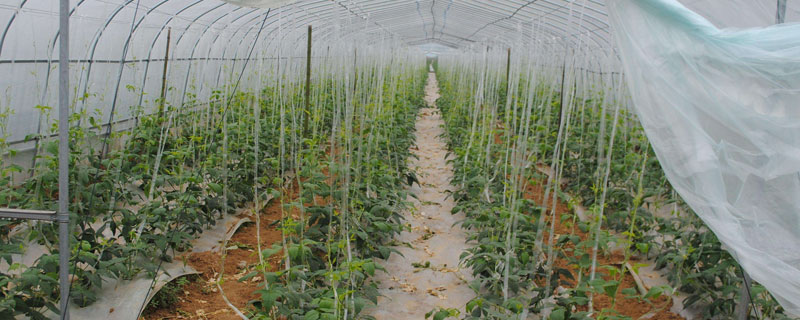 大棚蔬菜種植前景 種10畝大棚菜要投資多少