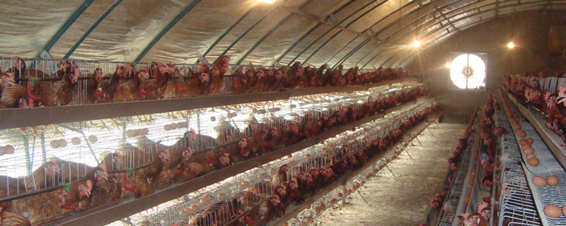 大棚養殖什么最賺錢 大棚養殖什么利潤高