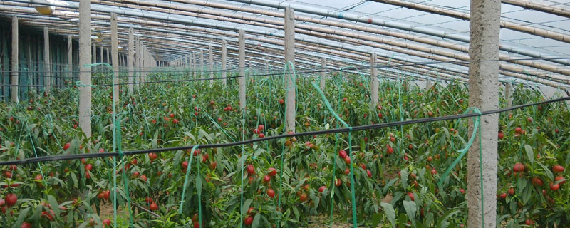 大棚種植什么最賺錢 大棚種植的特點及優勢是什么