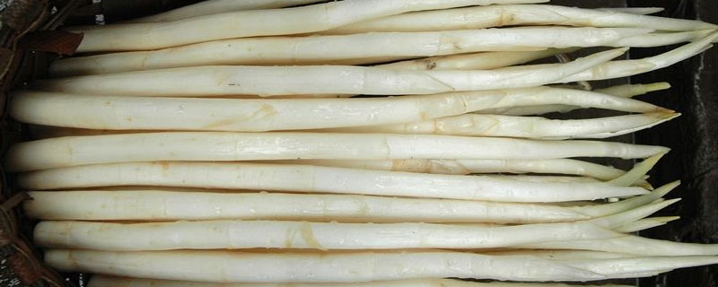 象牙菜種植前景怎么樣 象牙菜市場(chǎng)經(jīng)濟(jì)效益怎樣