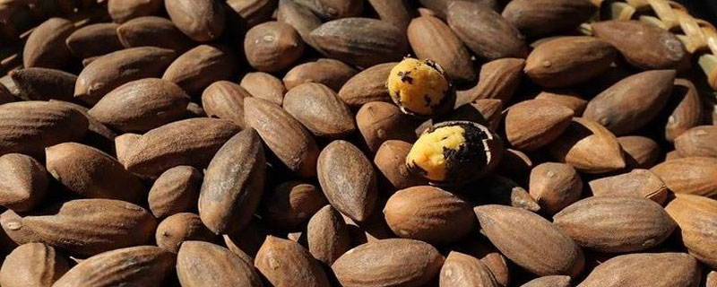 香榧市場價格多少錢一斤 香榧為什么那么貴