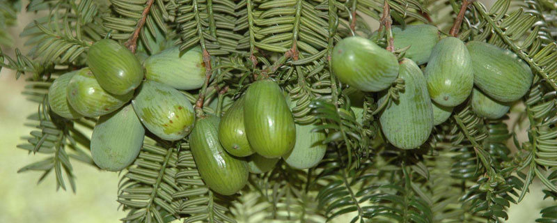 香榧是什么東西 香榧好吃嗎 香榧子產地在哪里