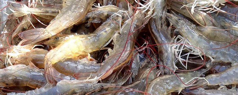 怎樣養(yǎng)南美白對蝦