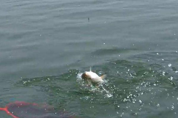 養鯽魚水為什么要放鹽