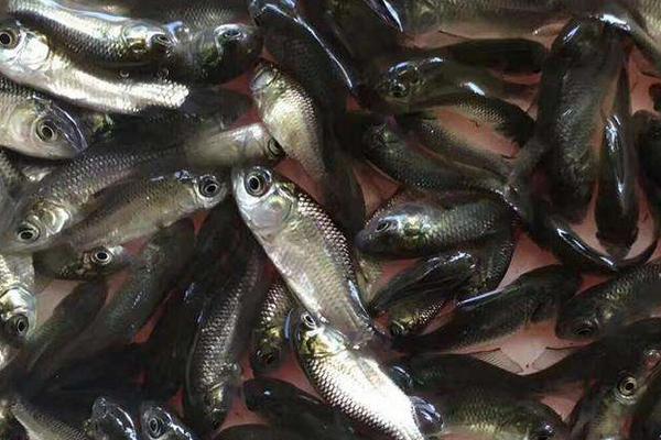 養(yǎng)鯽魚水為什么要放鹽