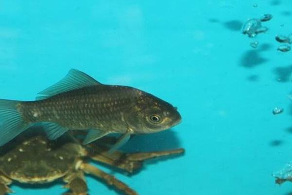 養(yǎng)鯽魚水為什么要放鹽