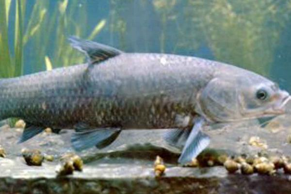 白鰱精養(yǎng)一年能長多大