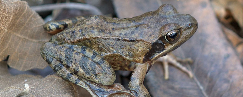 人工養林蛙可以嗎