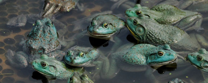 牛蛙養(yǎng)殖多久可以出售