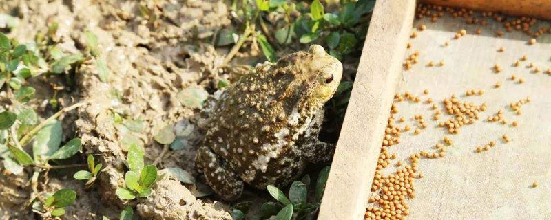 養蟾蜍的風險