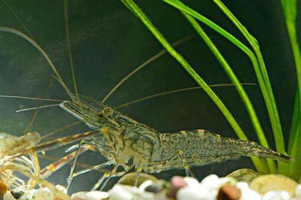 魚缸如何養河蝦