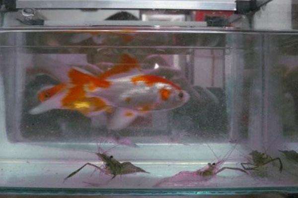 魚缸如何養河蝦