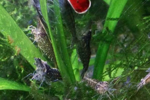 魚缸如何養河蝦