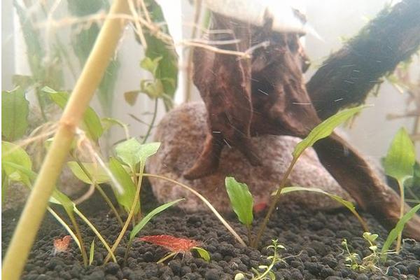 魚缸如何養河蝦